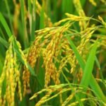 Cultivo de arroz