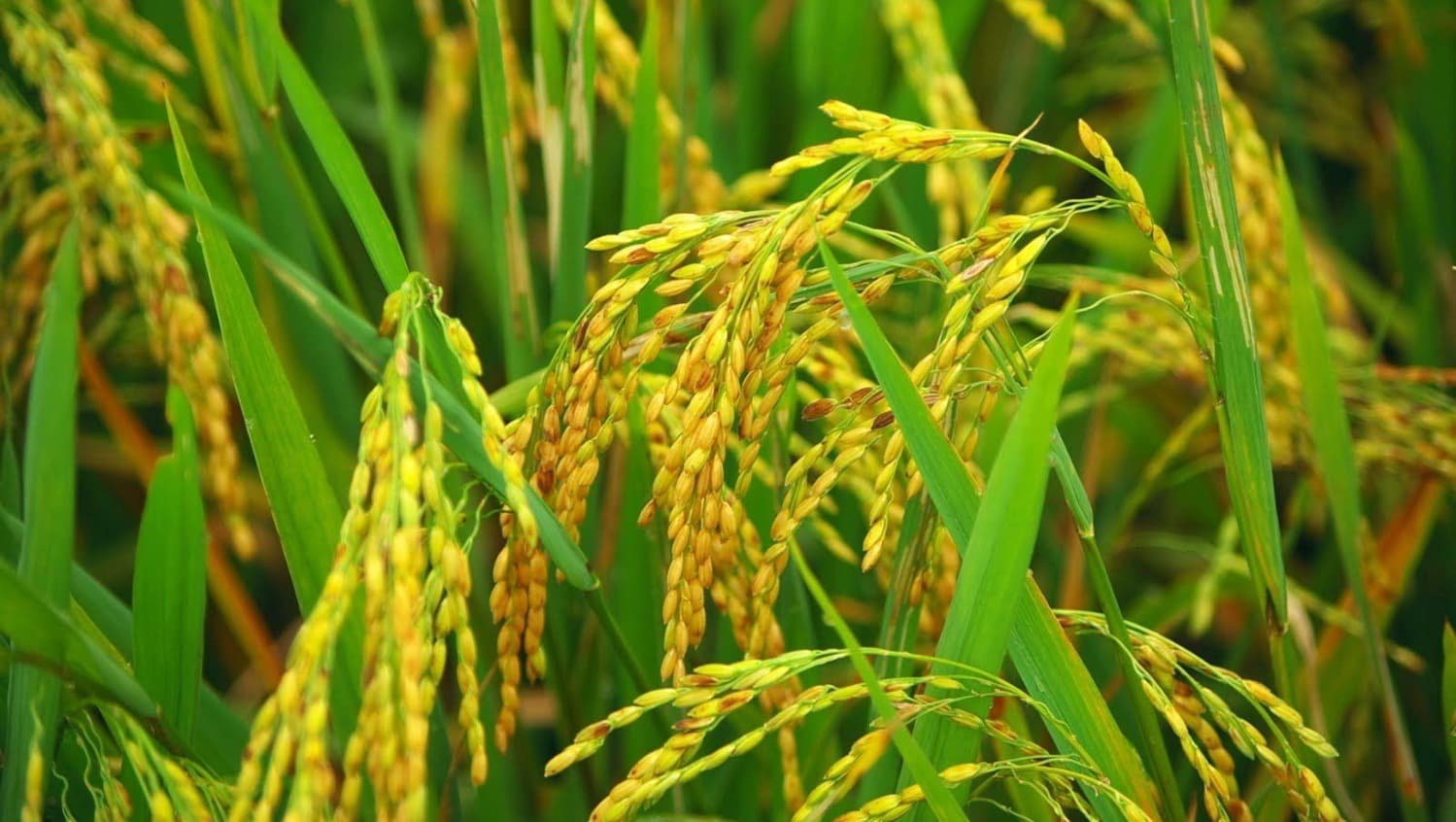 Cultivo de arroz