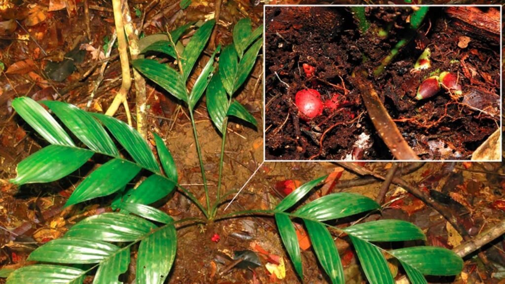 Pinanga subterranea: Una nueva palma arecoide de Borneo que florece bajo tierra