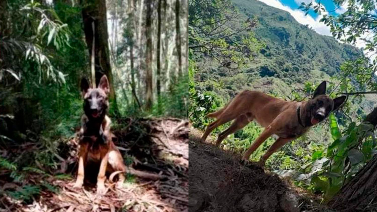 Se aviva la esperanza: posible avistamiento de canino extraviado durante la Operación Esperanza